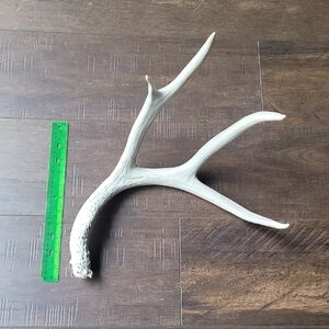 Natural Antler Decor
